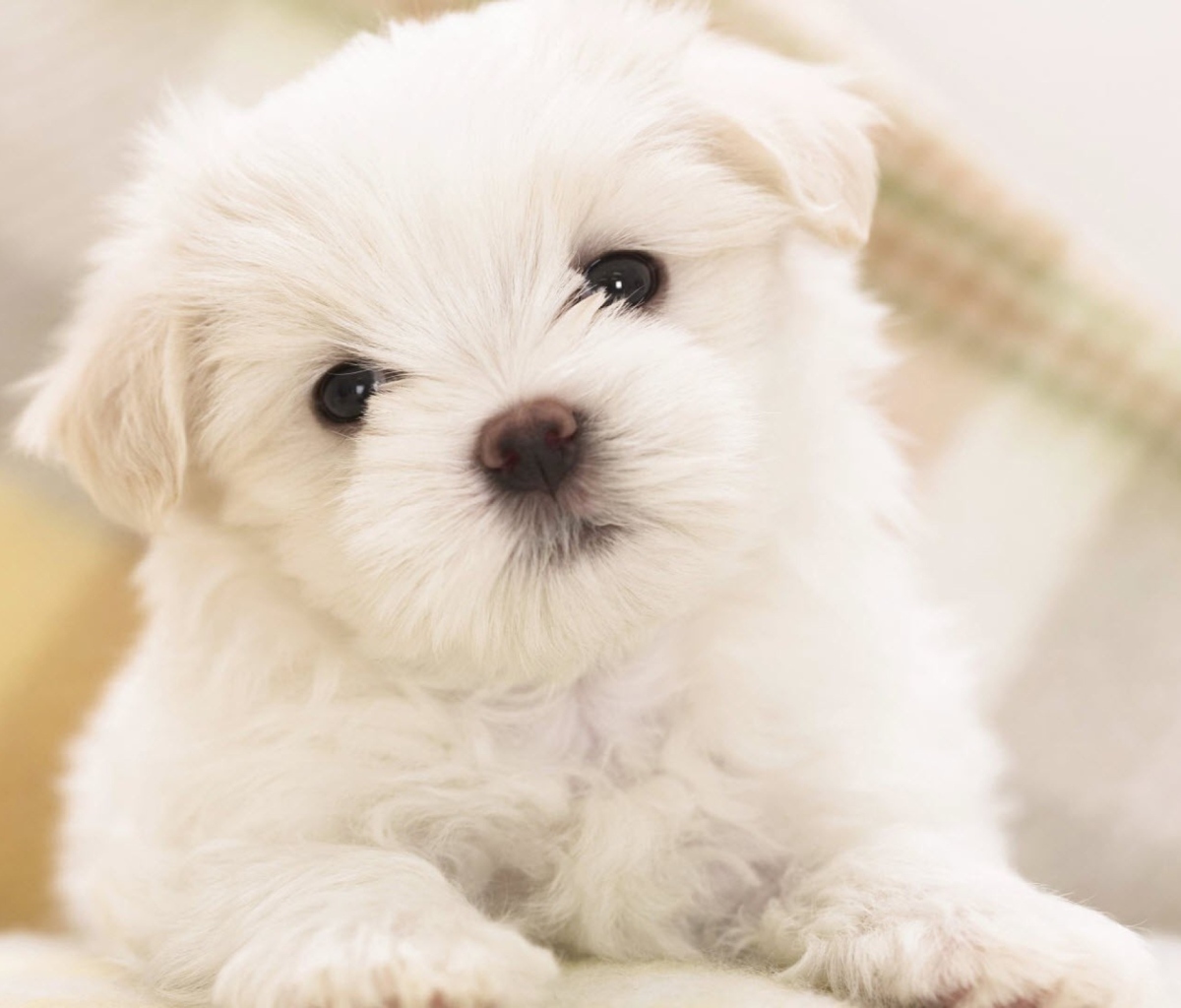 Fondo de pantalla White Puppy 1200x1024