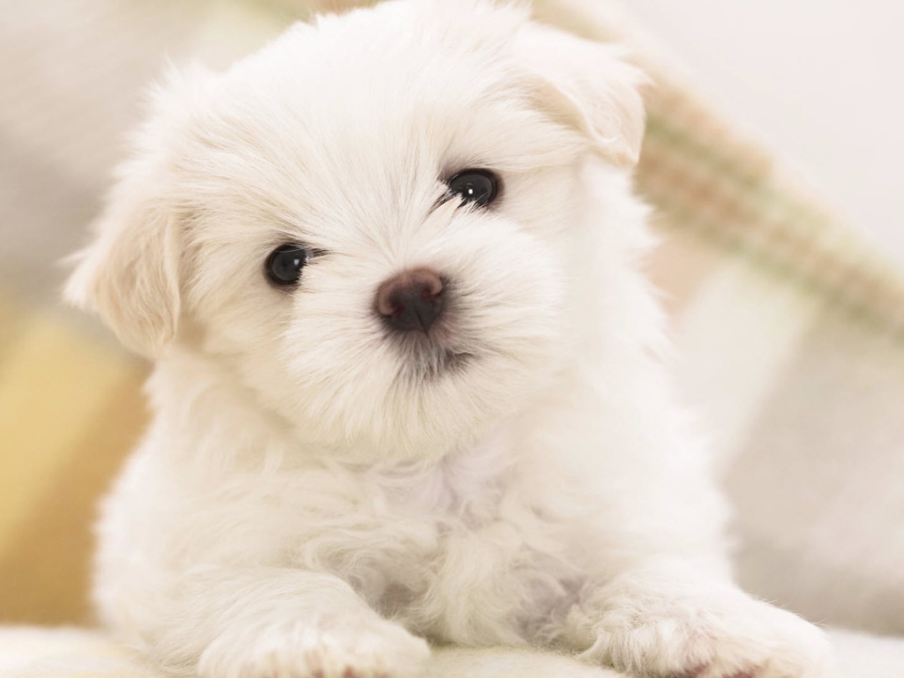 White Puppy wallpaper 1280x960