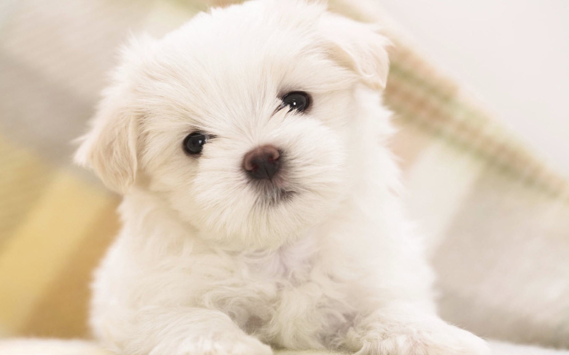 Fondo de pantalla White Puppy 1920x1200