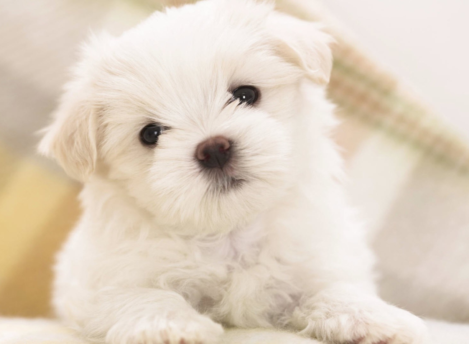 Fondo de pantalla White Puppy 1920x1408