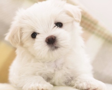 Fondo de pantalla White Puppy 220x176