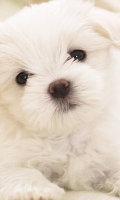 Fondo de pantalla White Puppy 240x400