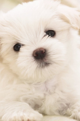 Screenshot №1 pro téma White Puppy 320x480