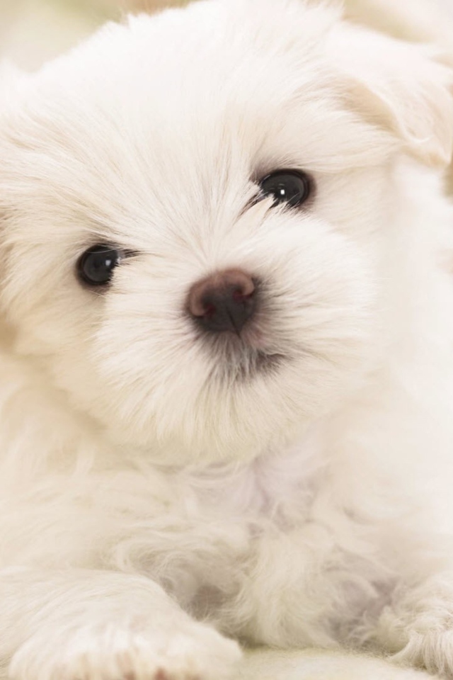 Das White Puppy Wallpaper 640x960