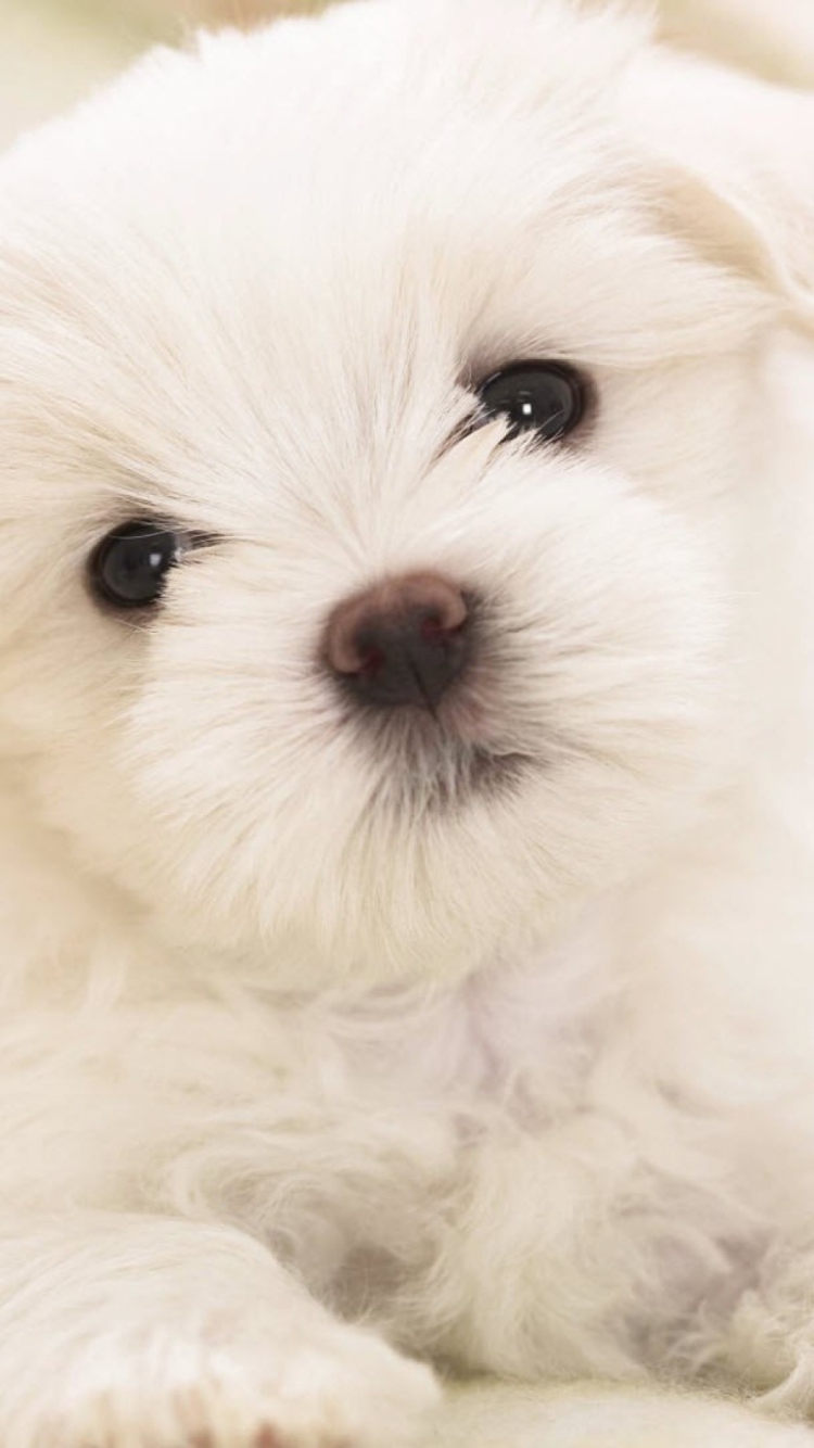 Fondo de pantalla White Puppy 750x1334