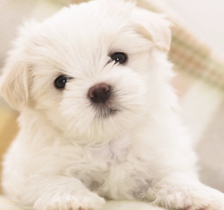 Kostenloses White Puppy Wallpaper für HP TouchPad