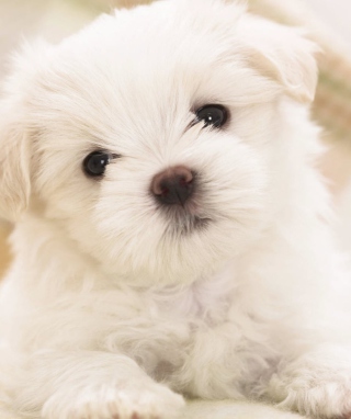 White Puppy Picture for Nokia C1-01