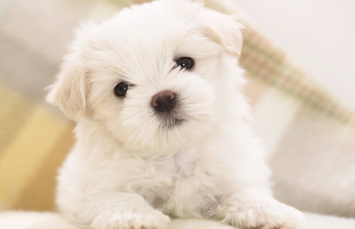 White Puppy wallpaper