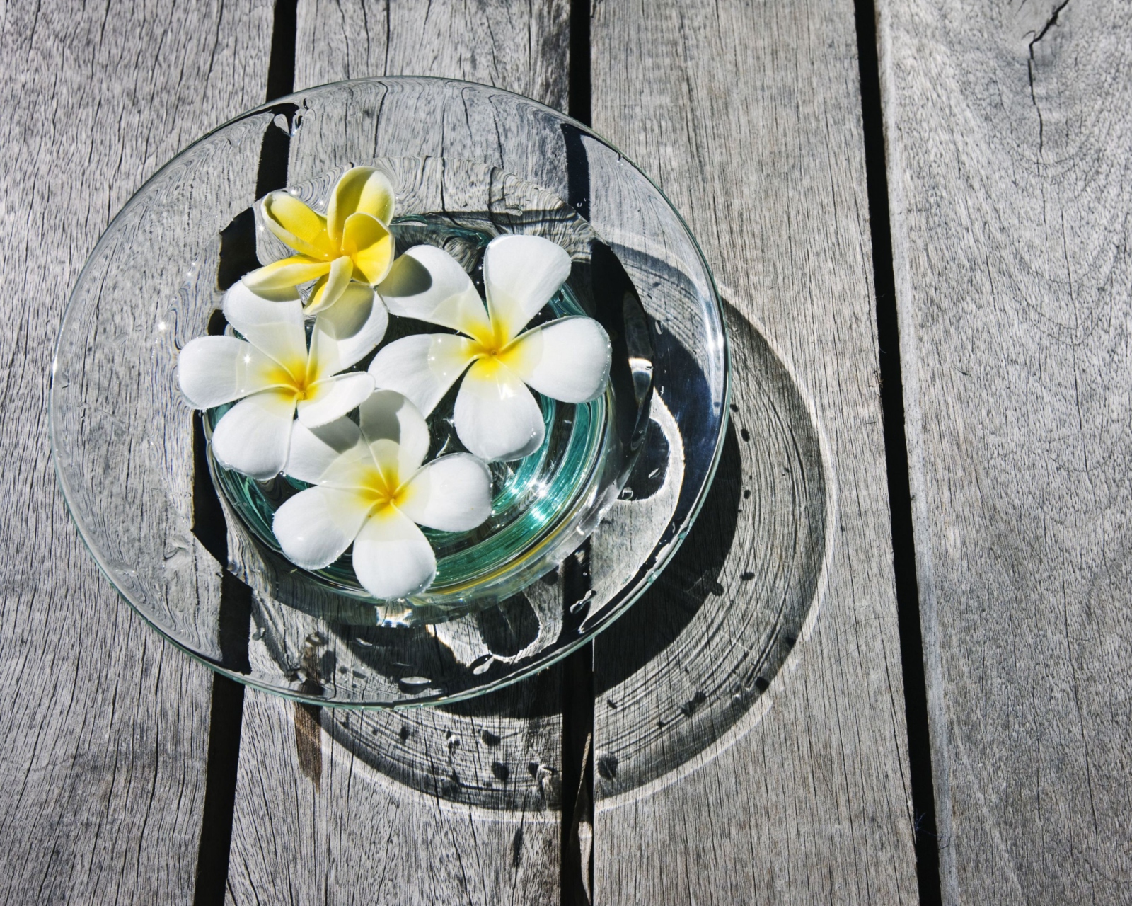 Fondo de pantalla Plumeria Flowers 1600x1280