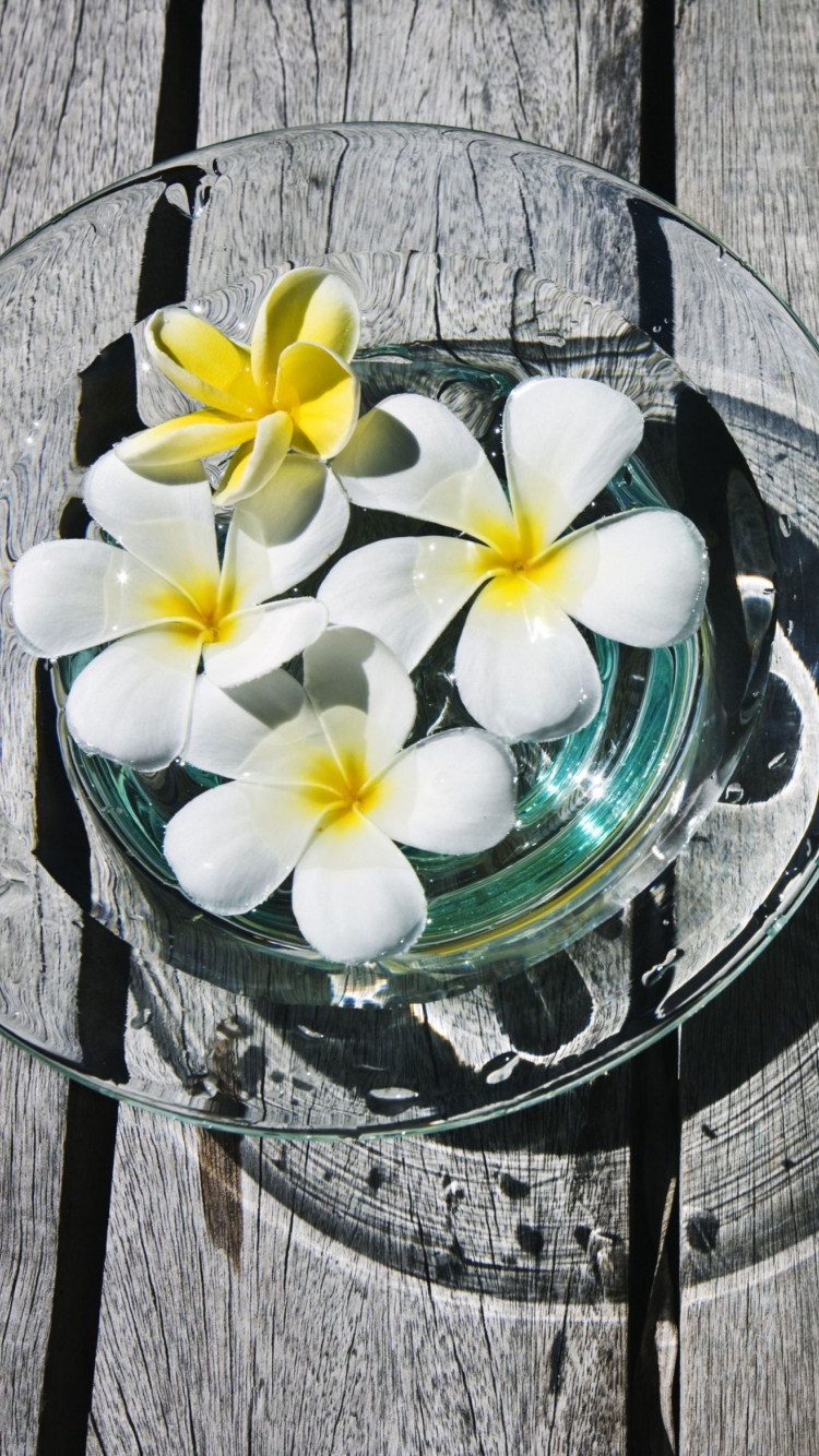 Plumeria Flowers wallpaper 750x1334