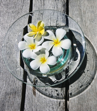 Plumeria Flowers - Obrázkek zdarma pro 320x480