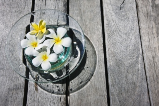 Plumeria Flowers - Obrázkek zdarma pro HTC EVO 4G