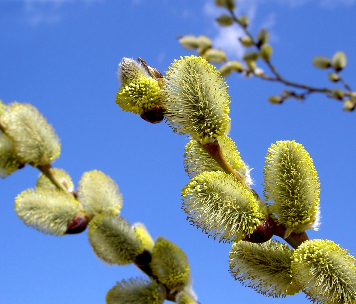 Fondo de pantalla Spring Bud 1200x1024