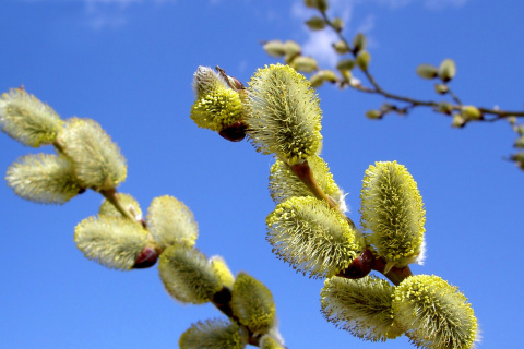 Spring Bud screenshot #1 480x320