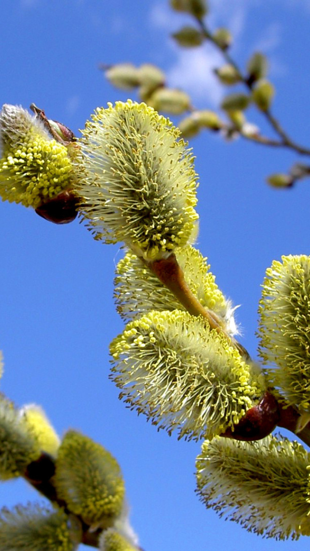 Spring Bud wallpaper 640x1136