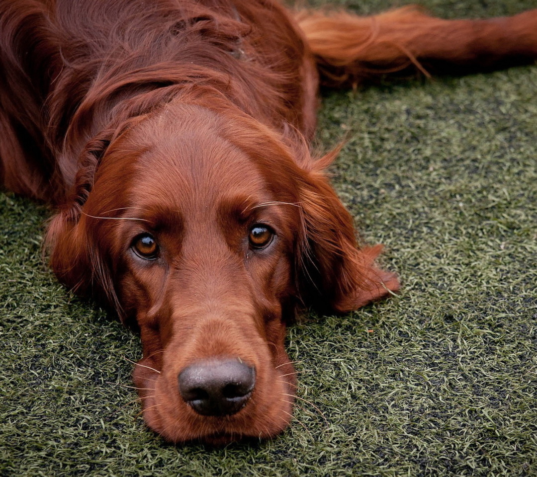 Обои Irish Setter 1080x960