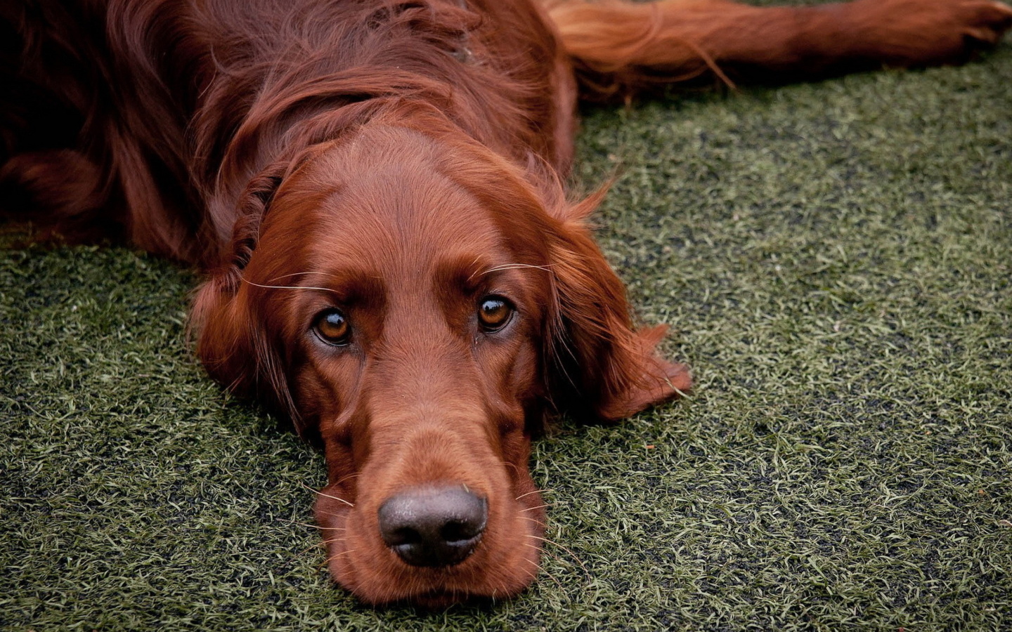 Das Irish Setter Wallpaper 1440x900