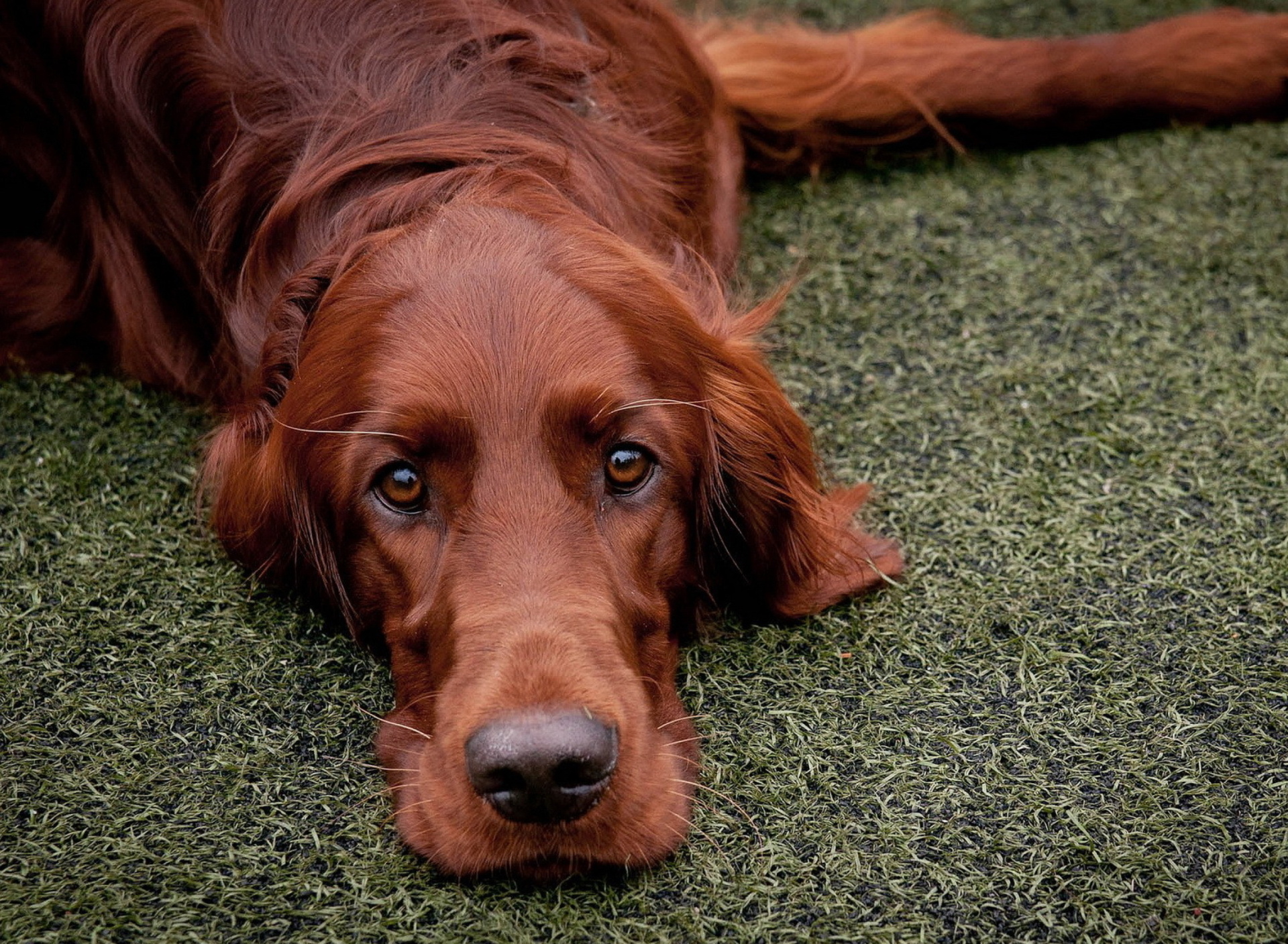 Обои Irish Setter 1920x1408