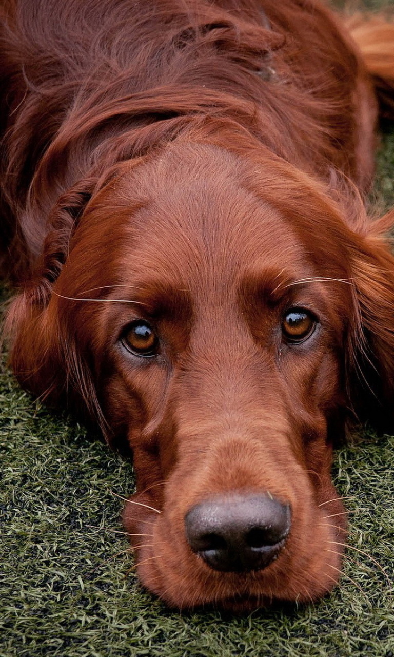 Irish Setter wallpaper 768x1280