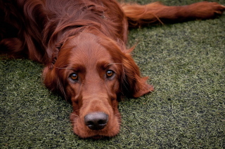 Irish Setter Picture for Android, iPhone and iPad