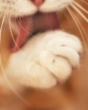 Orange Cat Cleaning Close Up screenshot #1 128x160