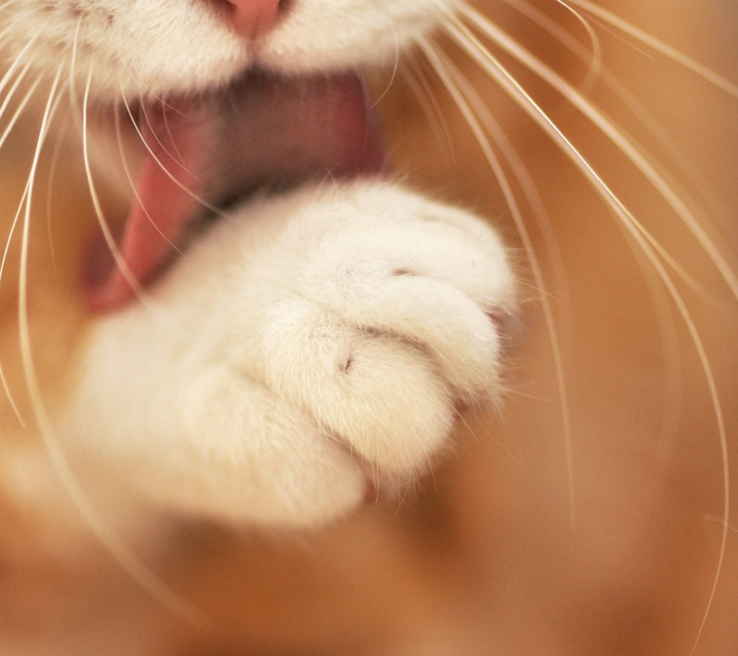 Das Orange Cat Cleaning Close Up Wallpaper 1440x1280