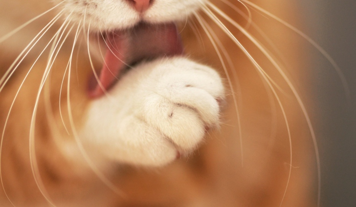 Orange Cat Cleaning Close Up wallpaper