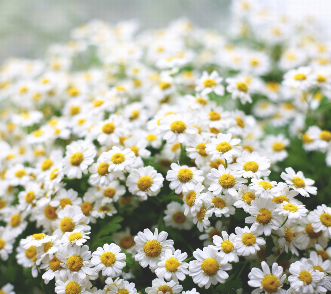 Das Field Of Daisies Macro Wallpaper 1080x960