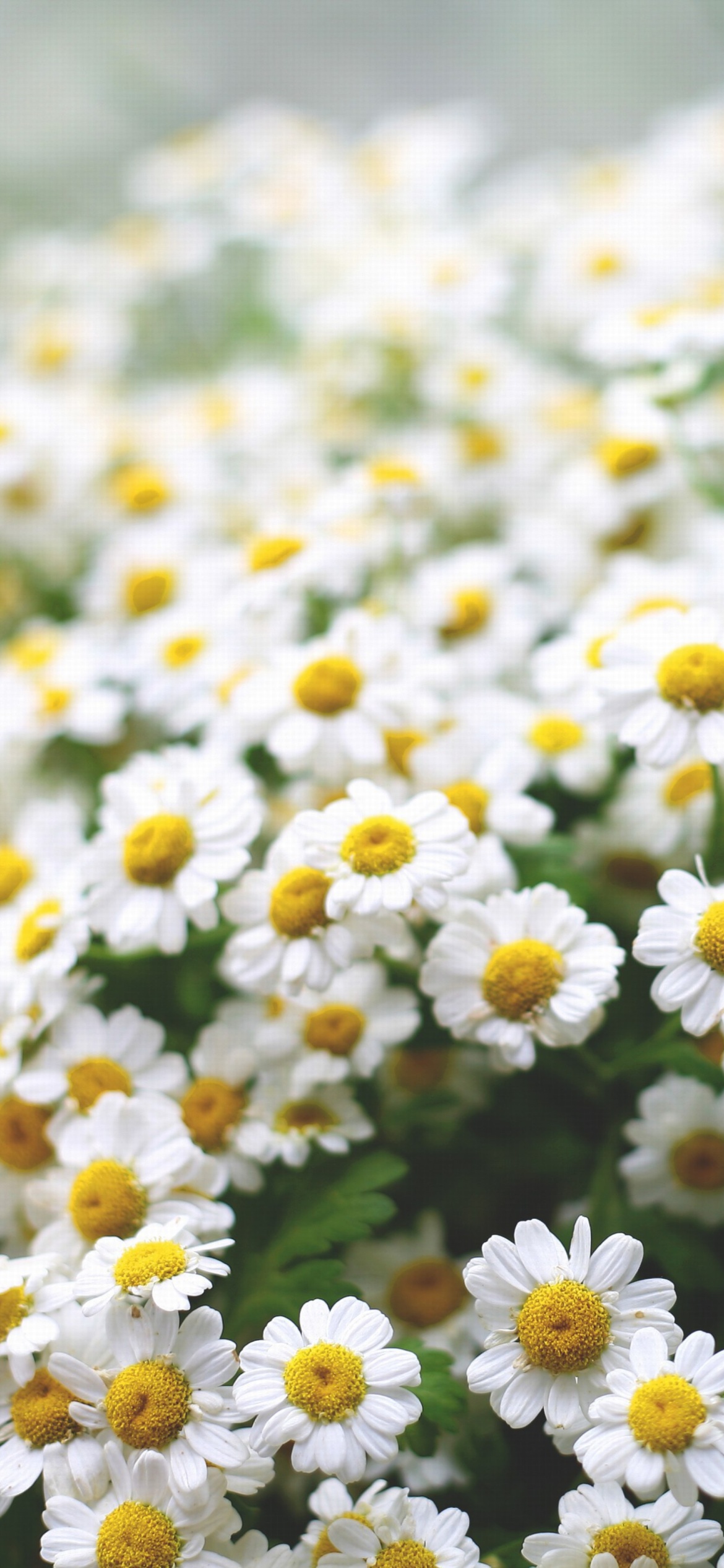 Screenshot №1 pro téma Field Of Daisies Macro 1170x2532