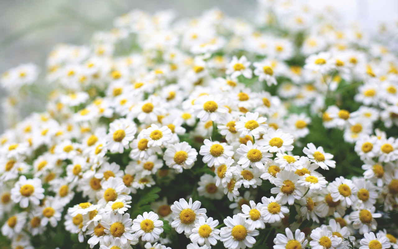 Обои Field Of Daisies Macro 1280x800