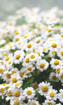 Field Of Daisies Macro wallpaper 240x400