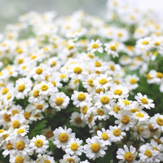 Field Of Daisies Macro sfondi gratuiti per 1024x1024