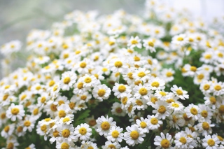 Free Field Of Daisies Macro Picture for Android, iPhone and iPad