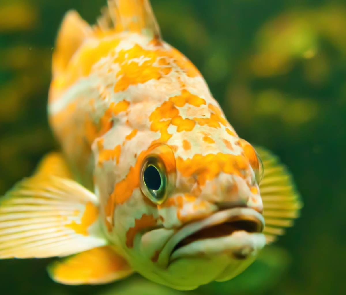 Sfondi Golden Fish 1200x1024