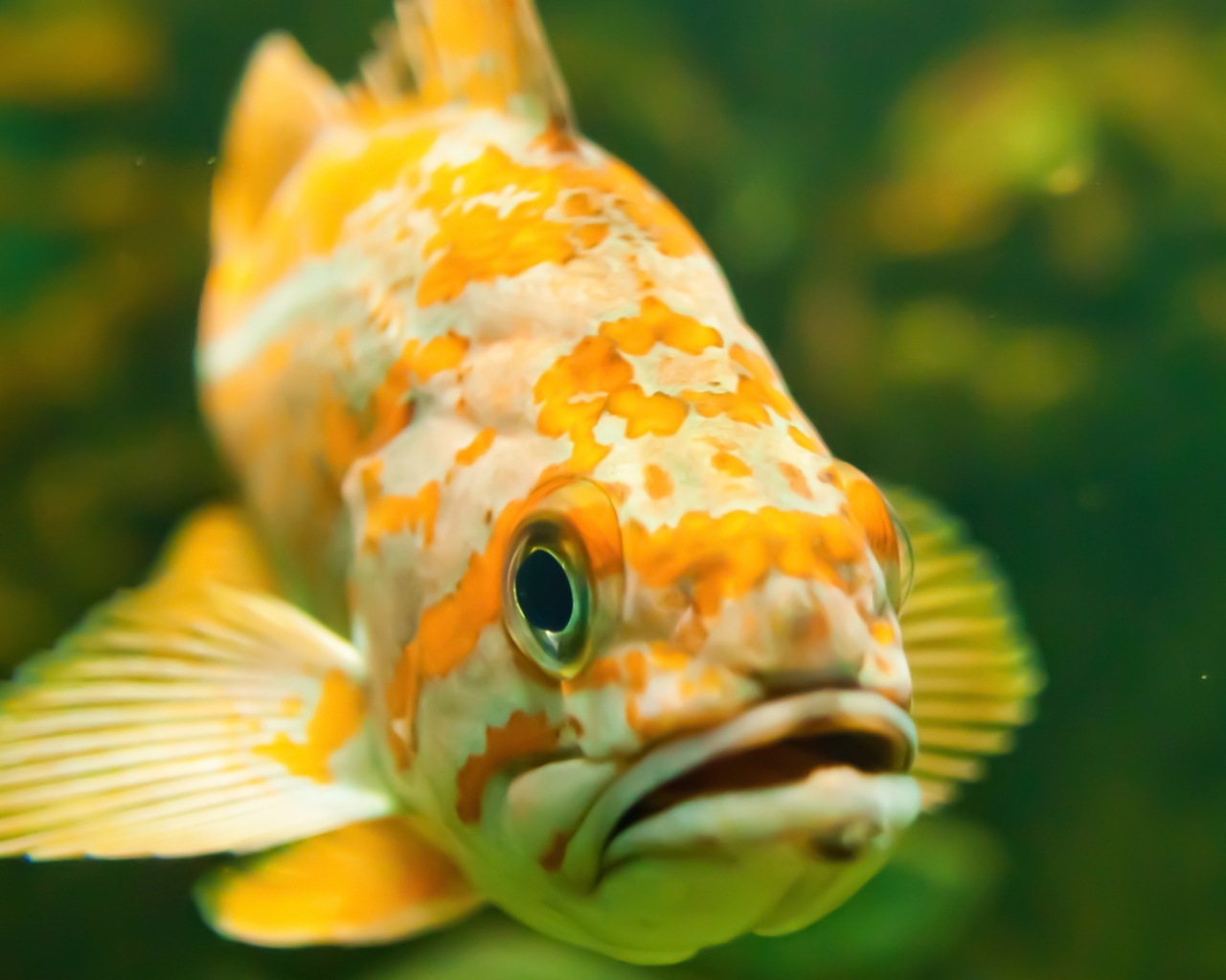 Golden Fish screenshot #1 1280x1024