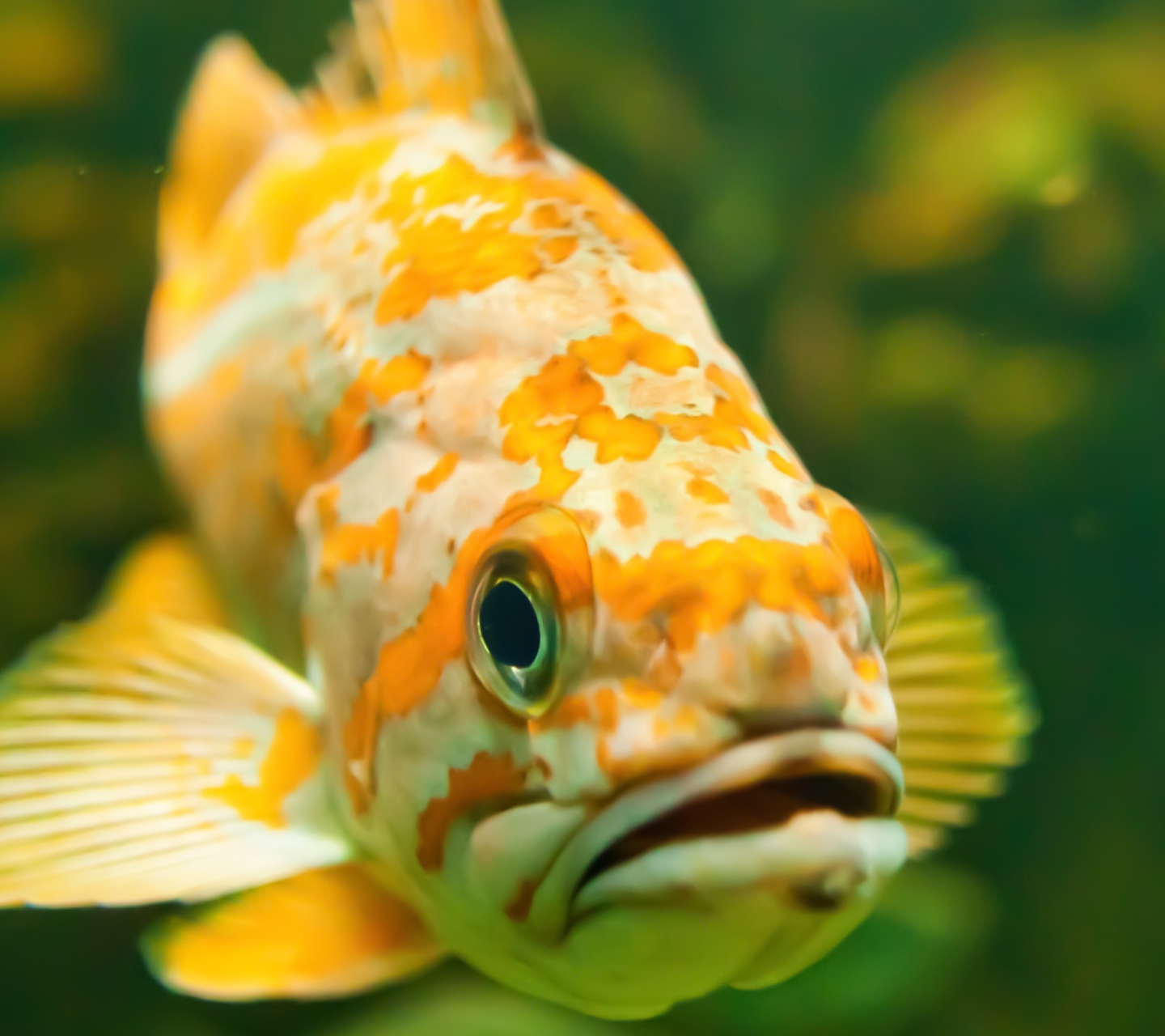 Fondo de pantalla Golden Fish 1440x1280