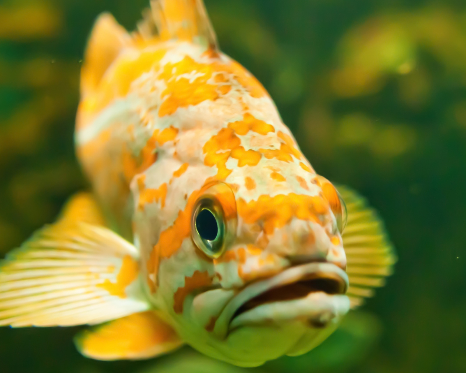Das Golden Fish Wallpaper 1600x1280