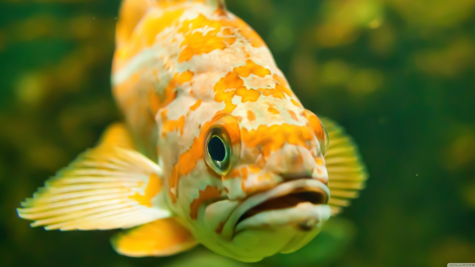 Fondo de pantalla Golden Fish 1600x900