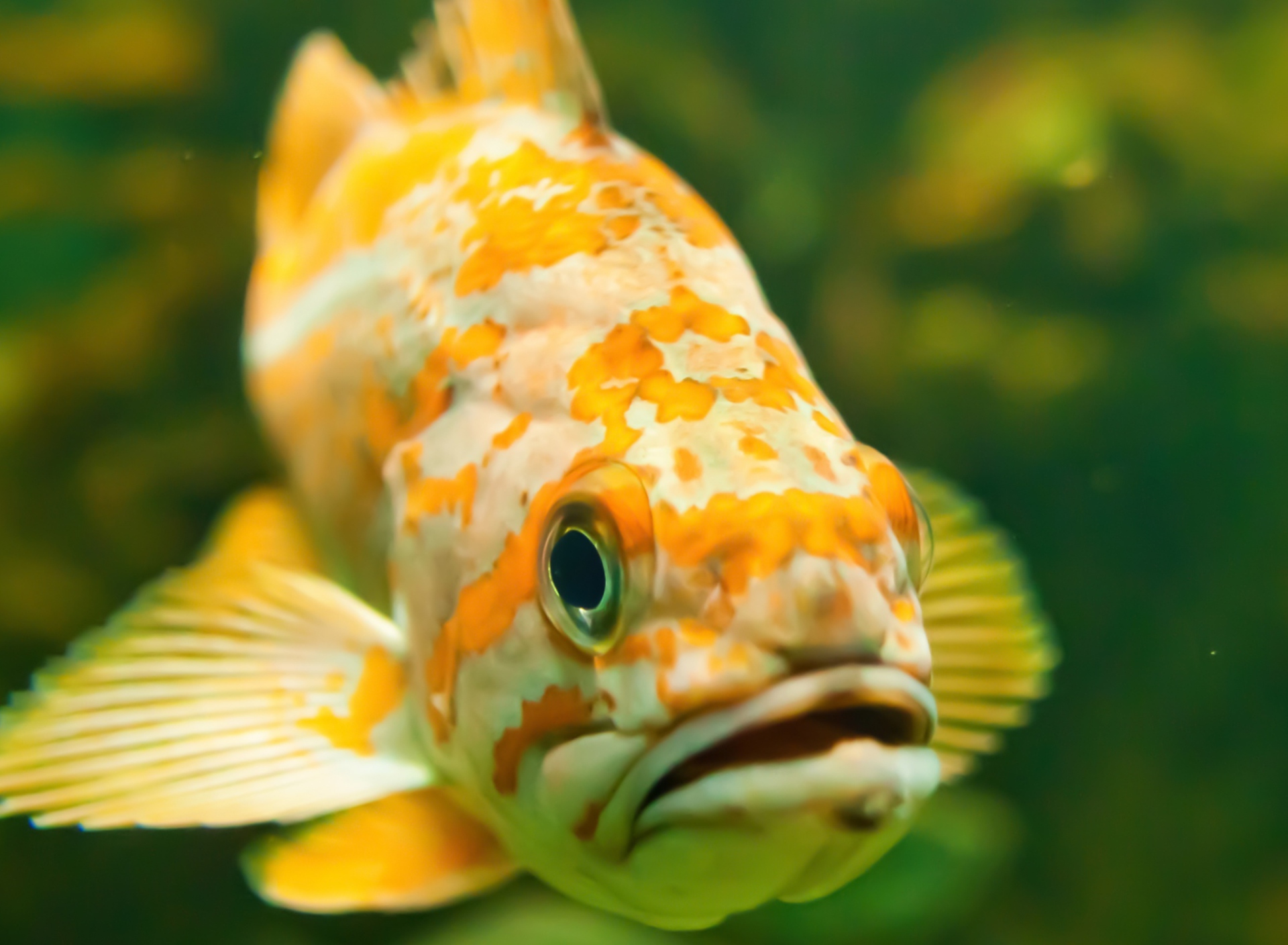 Sfondi Golden Fish 1920x1408