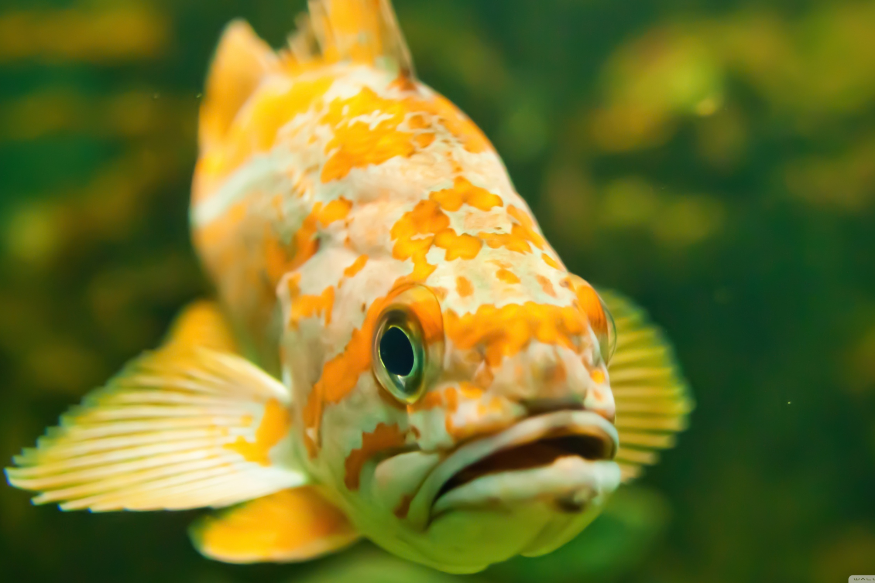 Sfondi Golden Fish 2880x1920