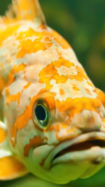Fondo de pantalla Golden Fish 360x640