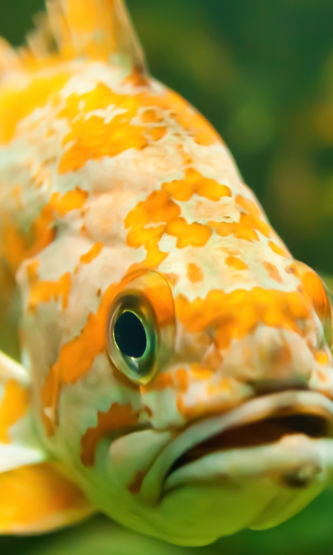 Golden Fish screenshot #1 480x800