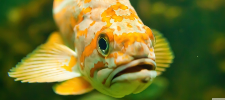 Das Golden Fish Wallpaper 720x320