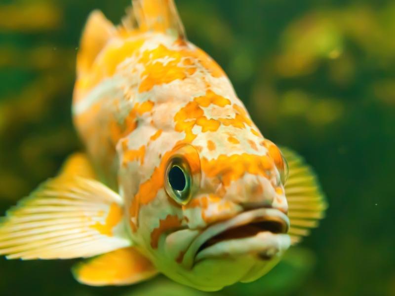 Sfondi Golden Fish 800x600