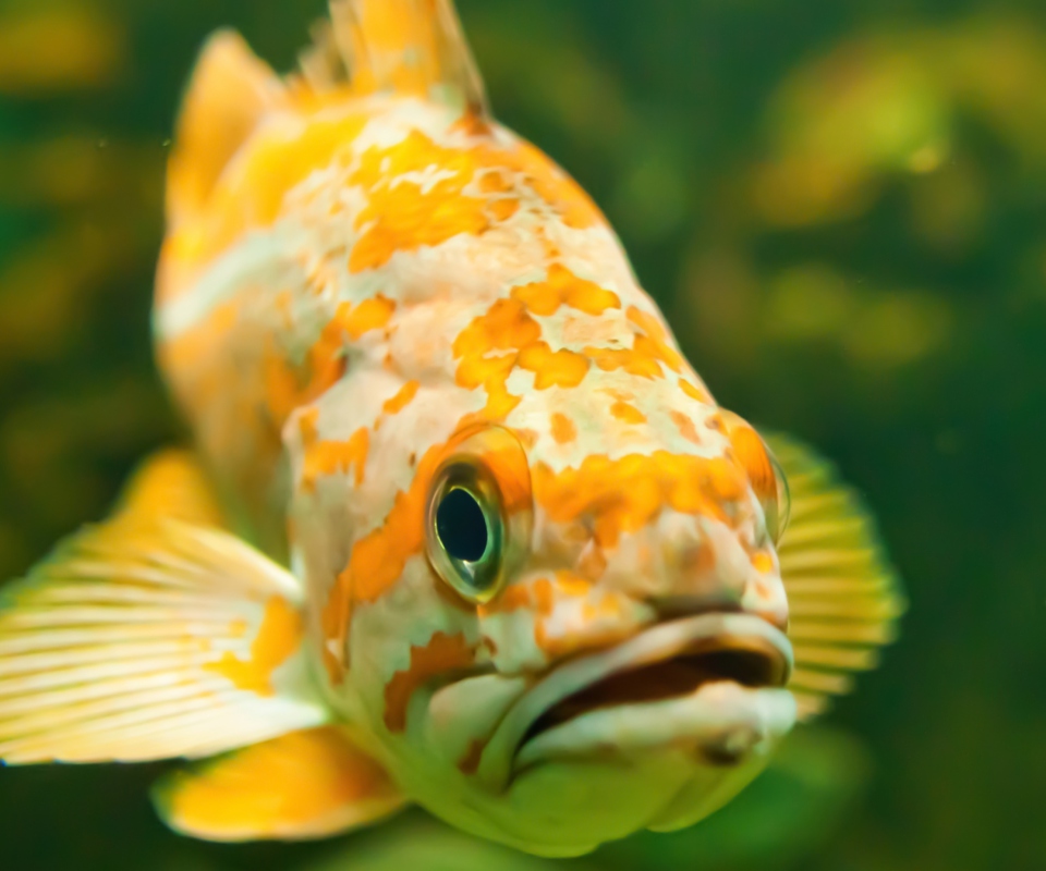 Golden Fish wallpaper 960x800