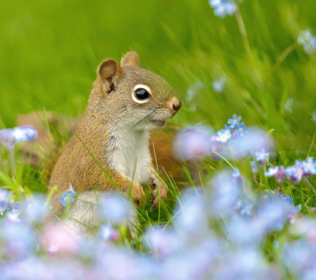 Обои Funny Squirrel In Field 1080x960