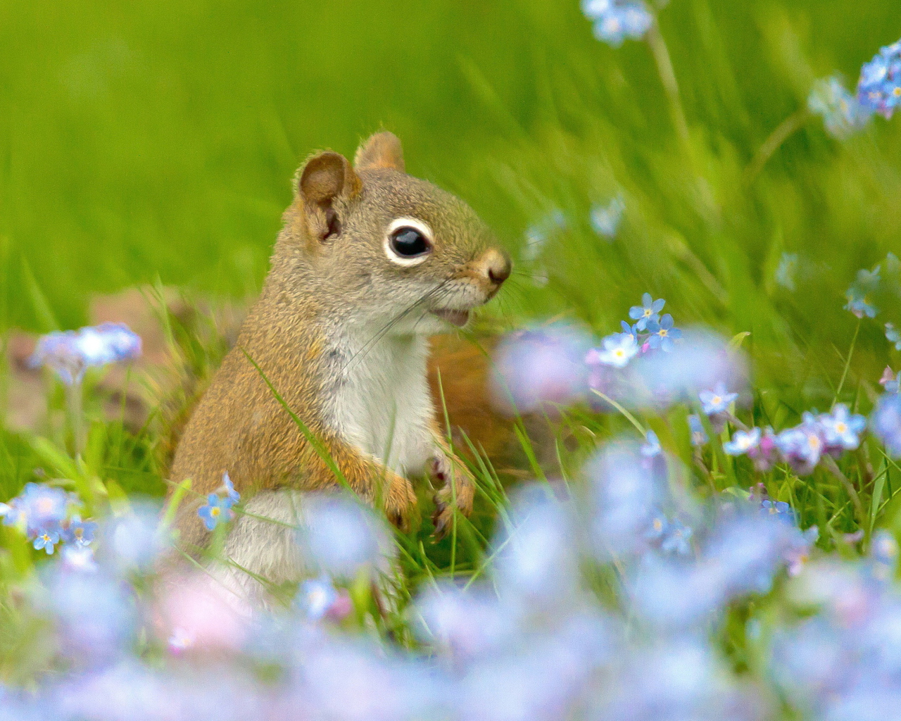 Sfondi Funny Squirrel In Field 1280x1024