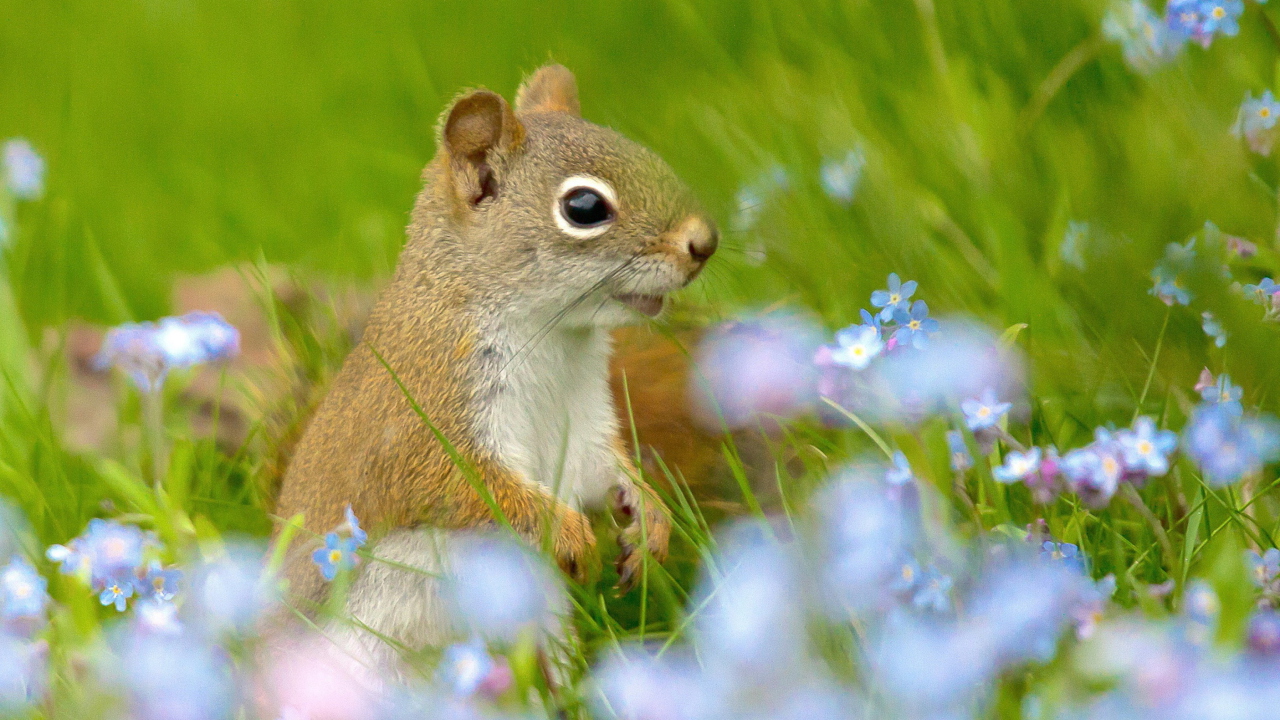 Funny Squirrel In Field wallpaper 1280x720