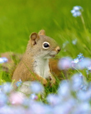 Обои Funny Squirrel In Field 128x160