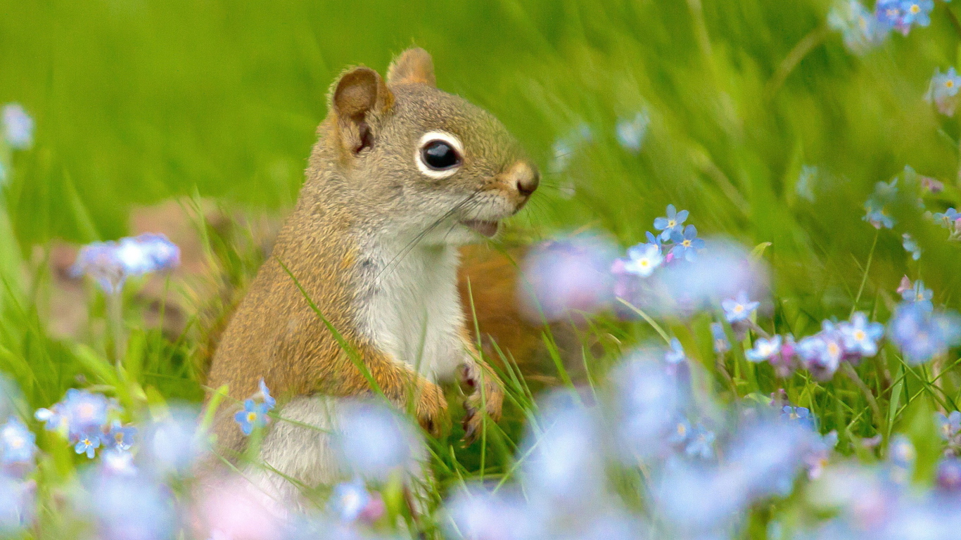 Funny Squirrel In Field wallpaper 1366x768